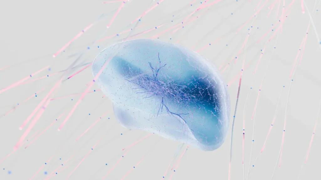 Neurogénesis : Hipocampo y Bulbo Olfativo
